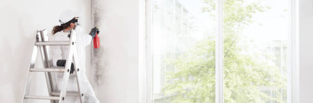 Reliable Linthicum, MD Mold Removal Solutions